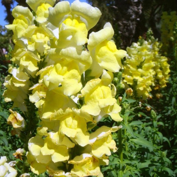 Sarı Renkli Aslanağzı Antirrhinum Braun-blanquetii Tohumu(20 tohum) ürün görseli 1