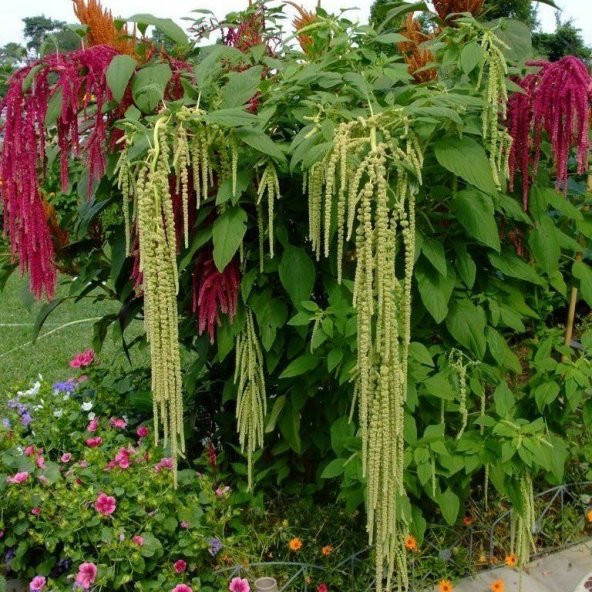 Yeşil Renkli Amaranthus(Horoz İbiği) Çiçeği Tohumu(50 tohum) ürün görseli 1