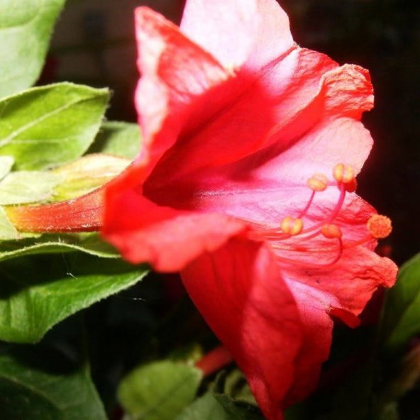 Bright Red Akşam Sefası Çiçeği Tohumu(20 tohum) ürün görseli 1