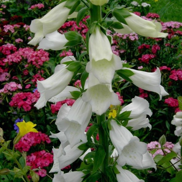 Sweet Lady Penstemon Çiçeği Tohumu(50 adet) ürün görseli 1