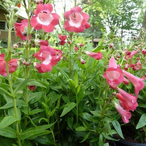 Ağlayan Pembe Renkli Penstemon Çiçeği Tohumu(100 tohum) ürün görseli 1