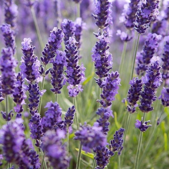 Lavandula Angustifolia Lavanta Çiçeği Tohumu(10 gram) ürün görseli 1