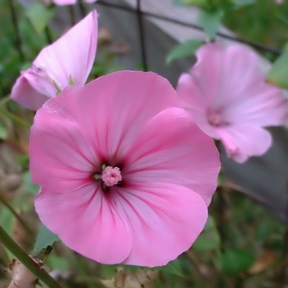 Lavatera Trimestris Regis Pure White Pamuk Çiçeği Tohumu(50 tohum) ürün görseli 1