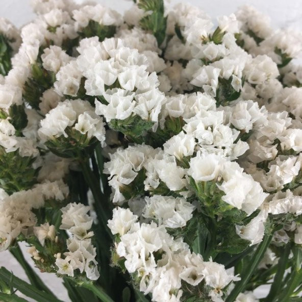 Limonium Sinuatum Pure White Deniz Lavantası Tohumu(30 tohum) ürün görseli 1