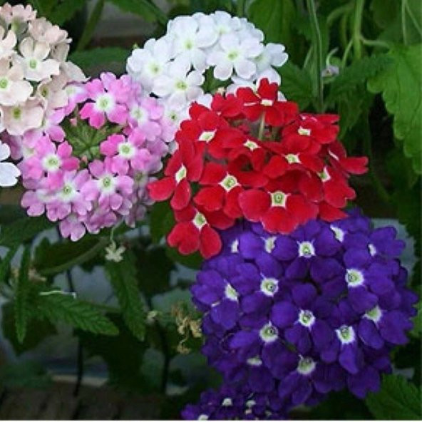 Limonium Sinuatum Deep Blue Deniz Lavantası Tohumu(30 tohum) ürün görseli 1