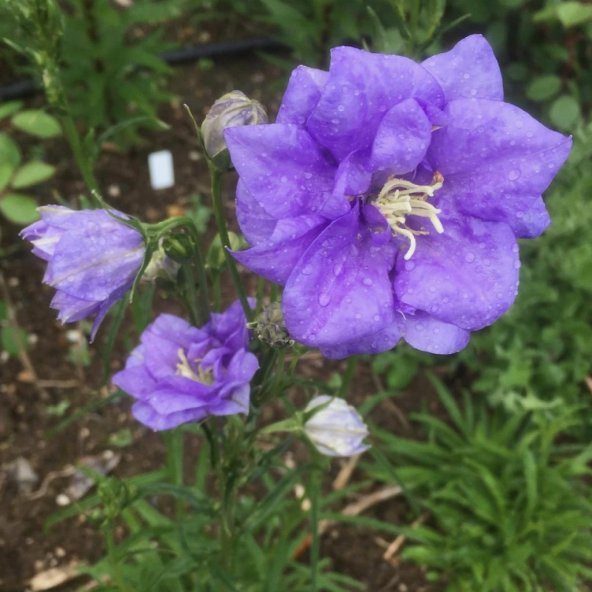 Light Blue Campanula Çan Çiçeği Tohumu (100 tohum) ürün görseli 1