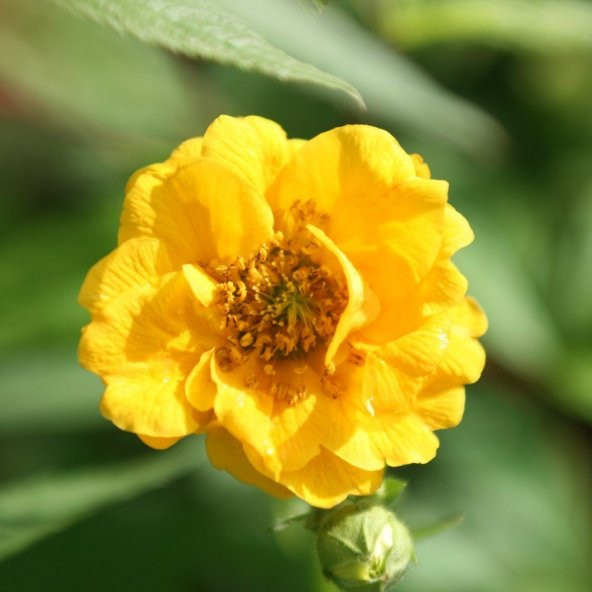 Soğuklara Dayanıklı Katmerli Yellow Beauty Geum Çiçeği Tohumu(20 tohum) ürün görseli 1