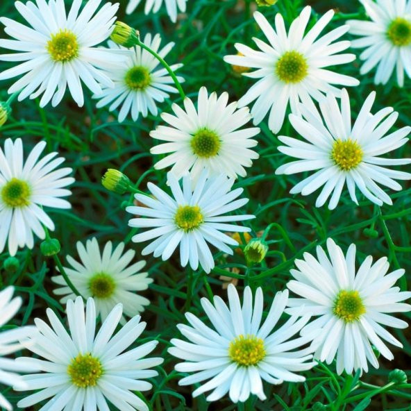 White Splendour Brachycome Çiçeği Tohumu (200 tohum) ürün görseli 1