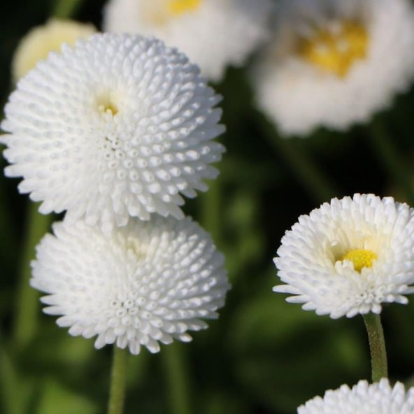 Bellis Perennis Beyaz Ponpon İngiliz Çayır Papatyası Çiçeği Tohumu(100 tohum) ürün görseli 1