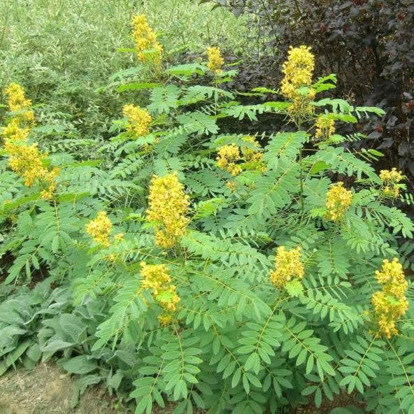 Senna Hebecarpa Çiçeği Tohumu(25 Tohum) ürün görseli 1