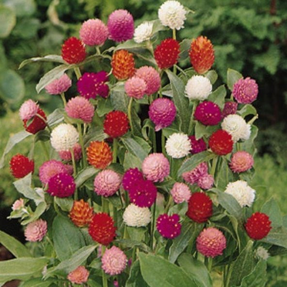 Gomphrena Globosa Karışık Medine Çiçeği Tohumu (50 tohum) ürün görseli 1