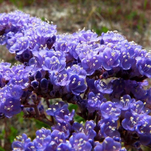 Limonium Sinuatum Blue River Deniz Lavantası Tohumu (30 tohum) ürün görseli 1