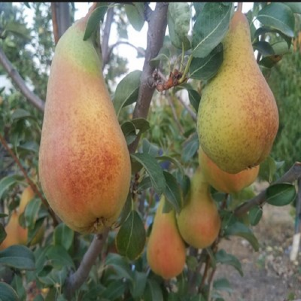 Tüplü Aşılı Aromalı Abete Fetel Armut Fidanı ürün görseli 1