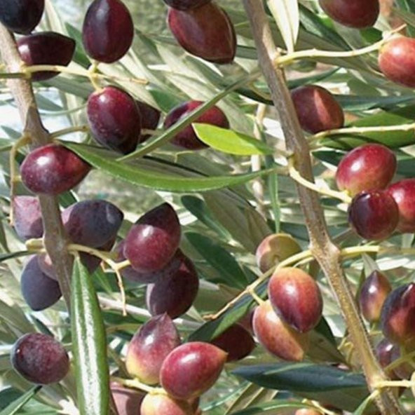 Tüplü Manzalina Zeytin Fidanı ürün görseli 1