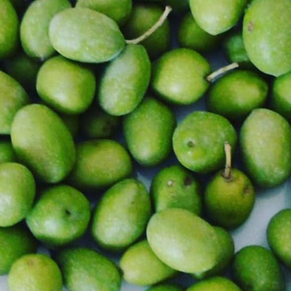 Tüplü Sarı Ulak Zeytin Fidanı ürün görseli 1