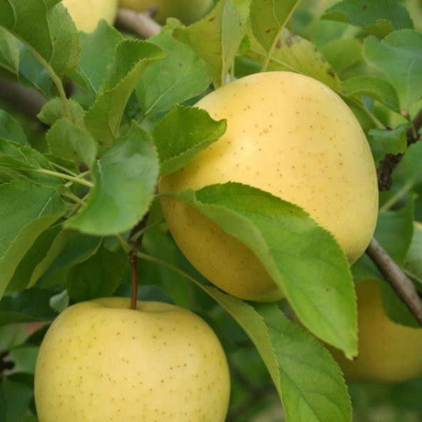 Tüplü Aşılı Aromalı Leziz Bol Sulu Tam Bodur Golden Elma Fidanı ürün görseli 1