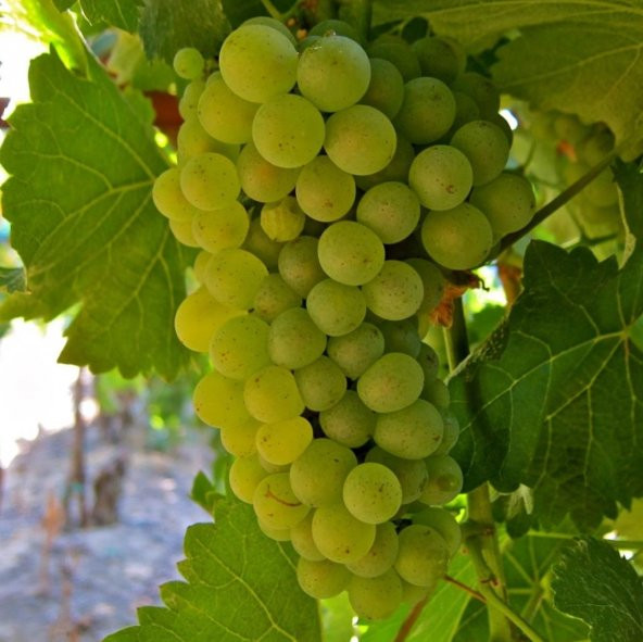 Tüplü Hoş Kokulu Tatlı Sauvignon Blanc Üzüm (Asma-Bağ) Fidanı ürün görseli 1
