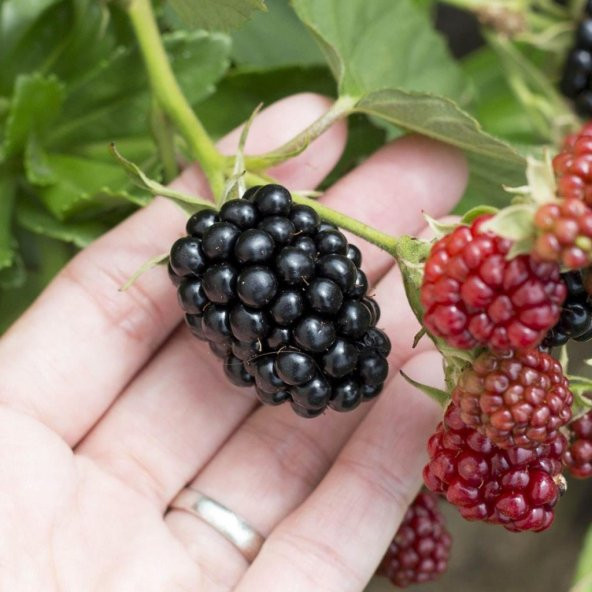 Tüplü Aromalı Dikensiz Jumbo Böğürtlen Fidanı ürün görseli 1