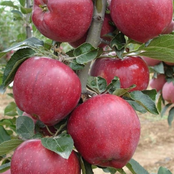 Tüplü Aşılı İri Kırmızı Yarı Bodur Starkrimson Elma Fidanı ürün görseli 1