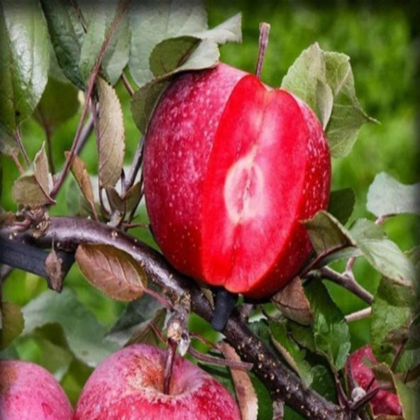 Tüplü Aşılı Özel Üretim İçi Dışı Kırmızı Yarı Bodur Red Flesh Elma Fidanı ürün görseli 1