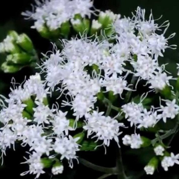 Boneset Çiçeği Tohumu(50 tohum) ürün görseli 1