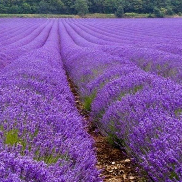 Lavandula Angustifolia Lavanta Çiçeği Tohumu(25000 tohum) ürün görseli 1
