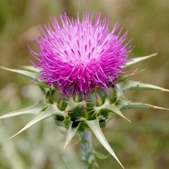 Kenger Otu (Cynara Cardunculus) Tohumu(5 tohum) ürün görseli 1