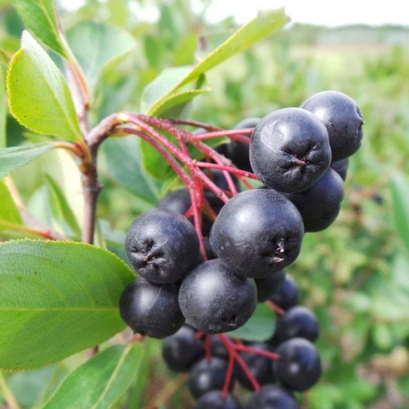 Tüplü Siyah Aronya (Black Aronia) Chokoberry Fidanı ürün görseli 1