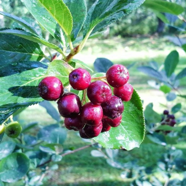 Tüplü Kırmızı Aronya (Red Aronia) Chokoberry Fidanı ürün görseli 1