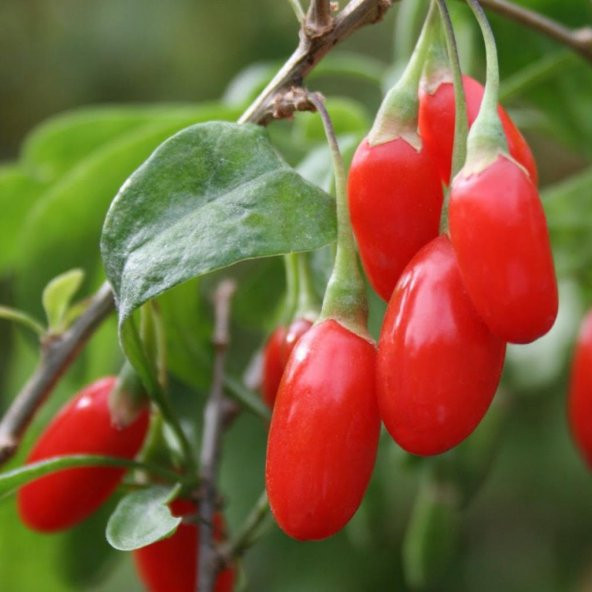 Tüplü Goji Berry (Kurt Üzümü) Fidanı (10 Adet) ürün görseli 1