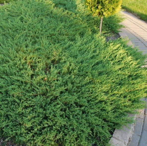 Tüplü Yatık Ardıç Fidanı (30-40 cm) ürün görseli 1