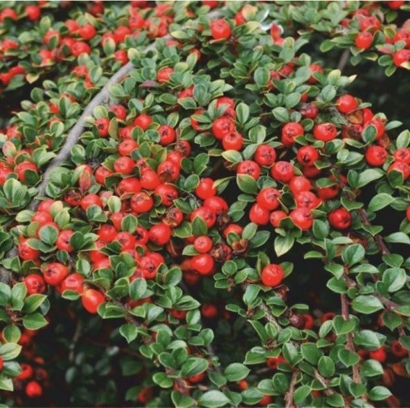 Tüplü Nadir Cotoneaster (Taş Elması) Fidanı ürün görseli 1