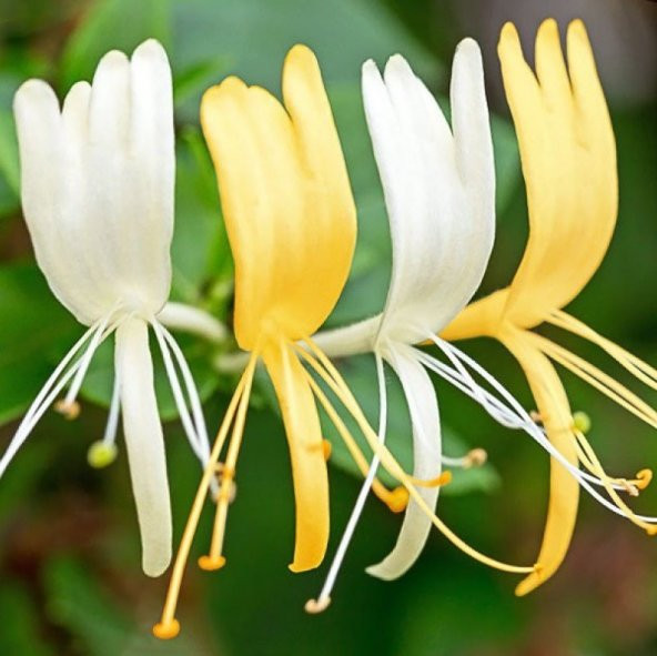 Tüplü Kokulu Lonicera Caprifolium Hanım Eli Fidanı (40-60 cm) ürün görseli 1