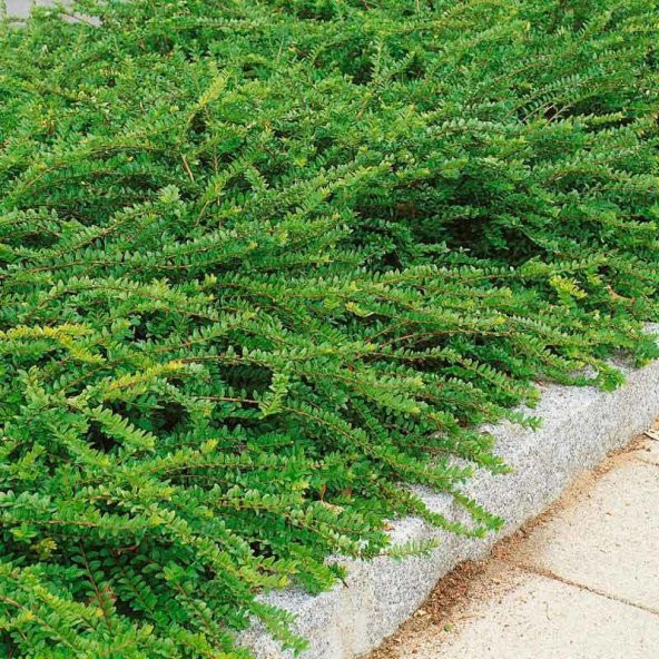 Bodur Lonicera Pileata Hanım Eli Fidanı ürün görseli 1