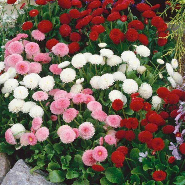 Mix Katmerli Bellis Perennis Ponpon İngiliz Çayır Papatyası Çiçeği Tohumu(100 tohum) ürün görseli 1