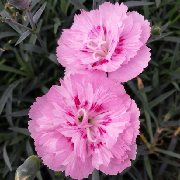 Soft Pembe La France Karanfil Çiçeği Tohumu(25 tohum) ürün görseli 1