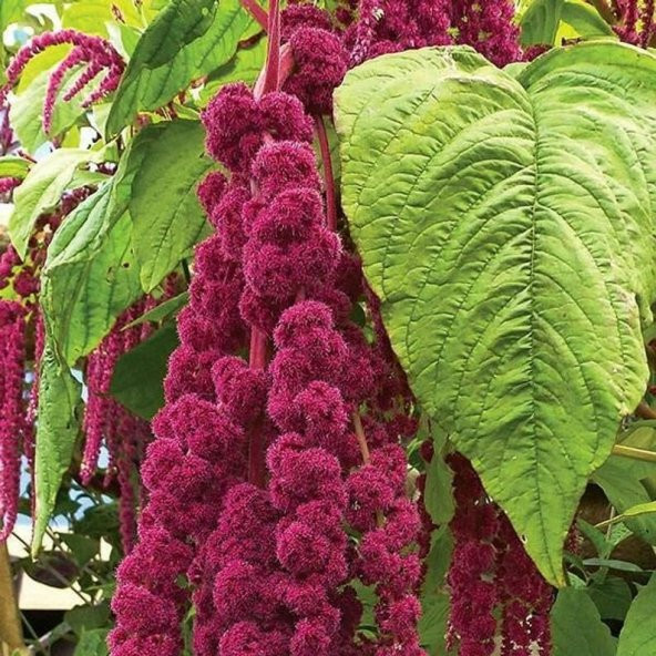 Sarkan Kırmızı Amaranthus(Horoz İbiği) Çiçeği Tohumu( 150 tohum) ürün görseli 1
