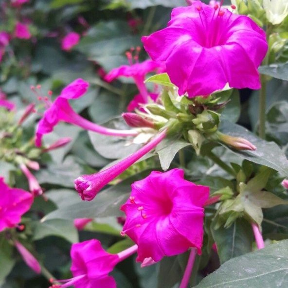 Violet Pink Akşam Sefası Çiçeği Tohumu(20 tohum) ürün görseli 1
