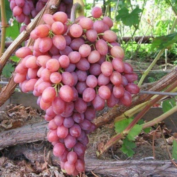 Tüplü Siirt Yüksek Aromalı Tayfi Üzüm Fidanı ürün görseli 1