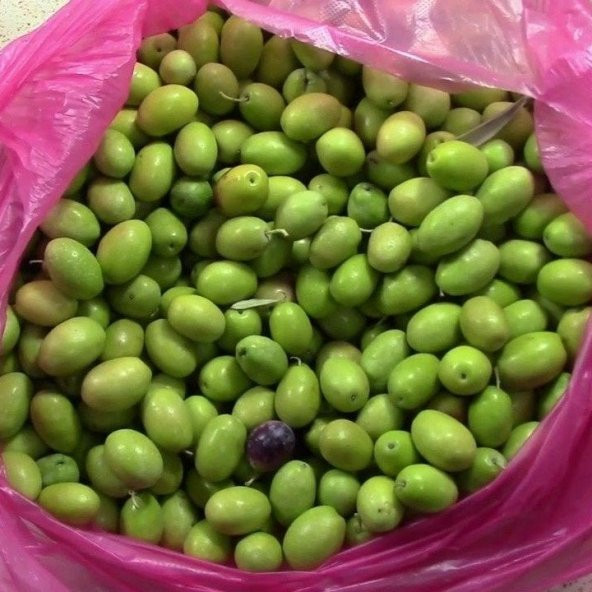 Tüplü Özel Aşılı Çeşit Kırmalık Çekişte Zeytin Fidanı ürün görseli 1