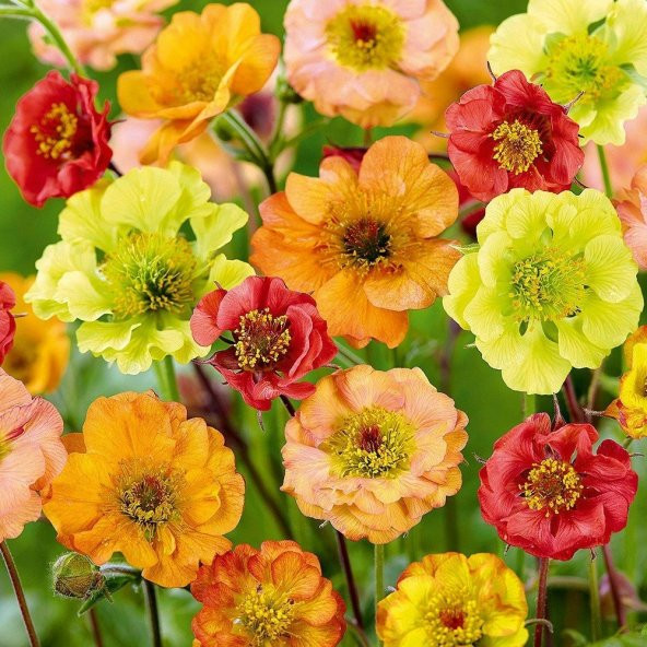 Soğuklara Dayanıklı Katmerli Mixed Geum Çiçeği Tohumu(20 tohum) ürün görseli 1