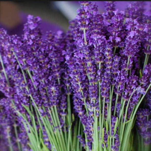 Lavandula Angustifolia Lavanta Tohumu (10000 tohum) ürün görseli 1