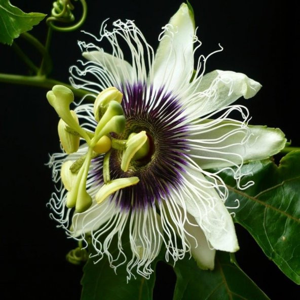 Tüplü Pasiflora Edulis Maruçya Fidanı ürün görseli 1