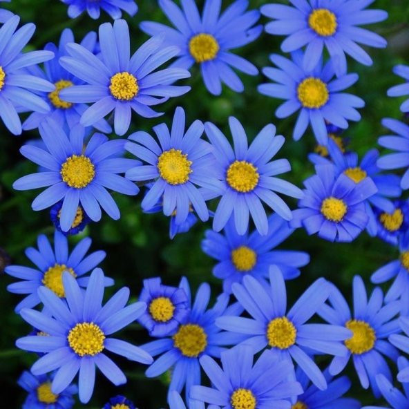 Sky Blue Aster Çiçeği Tohumu(100 tohum) ürün görseli 1