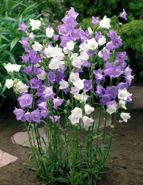 Katmerli Campanula Karışık Çan Çiçeği Tohumu (100 tohum) ürün görseli 1