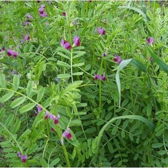 Doğal Burçak(Vicia ervilia) Otu Tohumu(30 tohum) ürün görseli 1