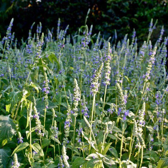 Chia Bitkisi(Salvia Hispanica)  Tohumu(50 tohum) ürün görseli 1