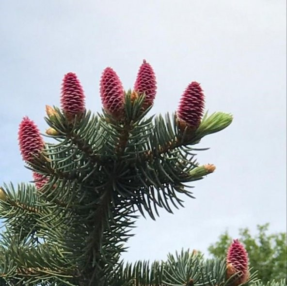 Picea Likiangensis Çin Ladini Tohumu (10 Tohum) ürün görseli 1