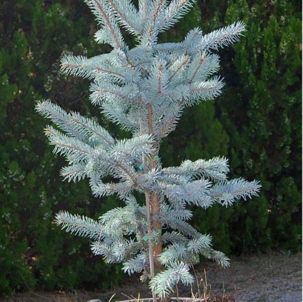 Picea Glauca Beyaz Ladin Tohumu (10 Tohum) ürün görseli 1