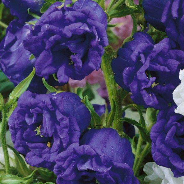 Calycanthema ‘Cup & Saucer’ Campanula Karışık Çan Çiçeği Tohumu (100 Tohum) ürün görseli 1